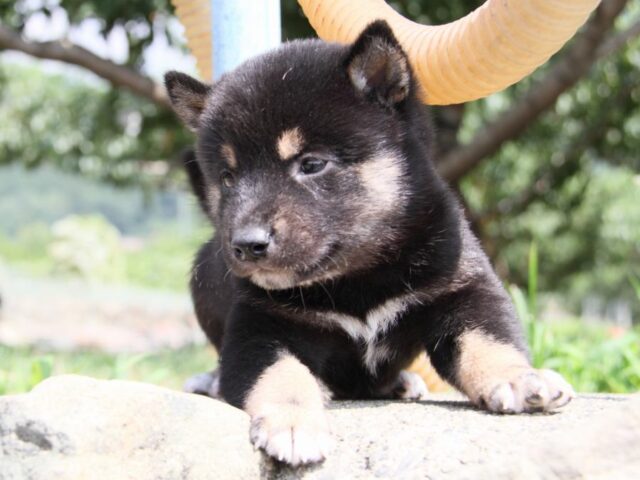 IMG_9671-shibainu-puppy IMG_9671-shibainu-puppy