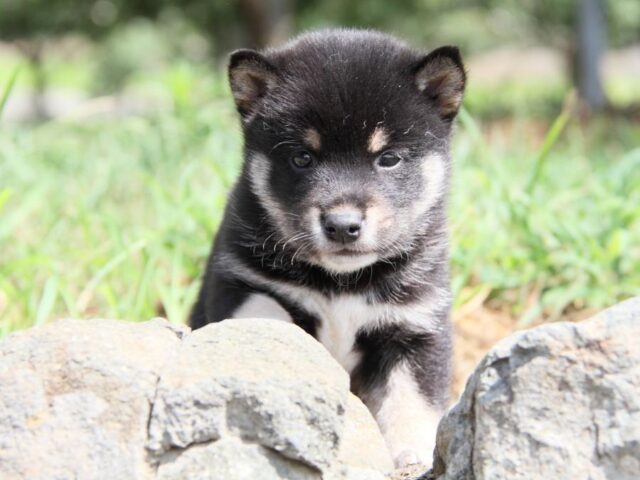 IMG_9681-shibainu-puppy IMG_9681-shibainu-puppy