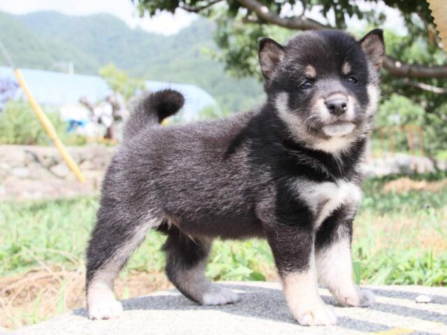 IMG_9713-shibainu-puppy IMG_9713-shibainu-puppy