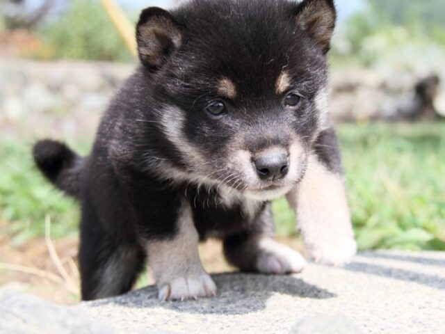 IMG_9731-shibainu-puppy IMG_9731-shibainu-puppy