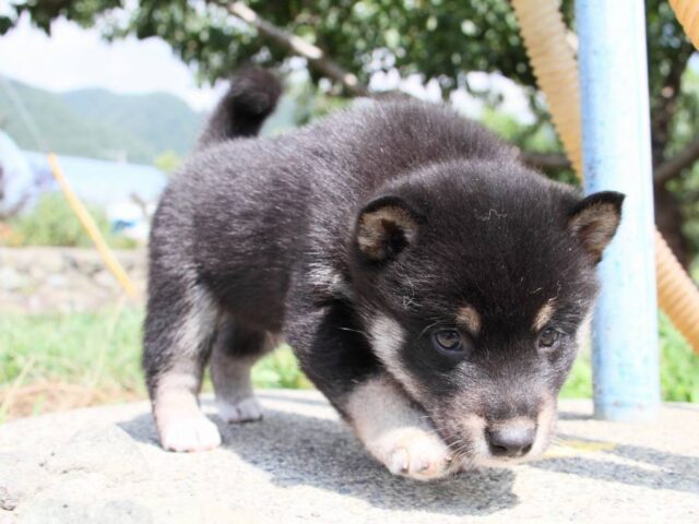 IMG_9736-shibainu-puppy IMG_9736-shibainu-puppy