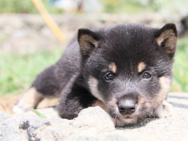 IMG_9758-shibainu-puppy IMG_9758-shibainu-puppy