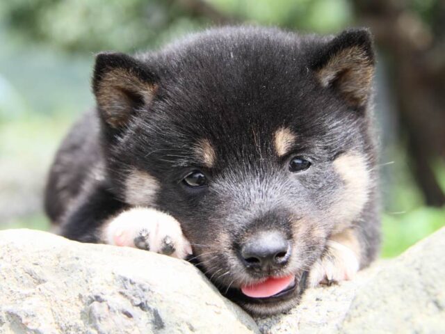 IMG_9794-shibainu-puppy IMG_9794-shibainu-puppy