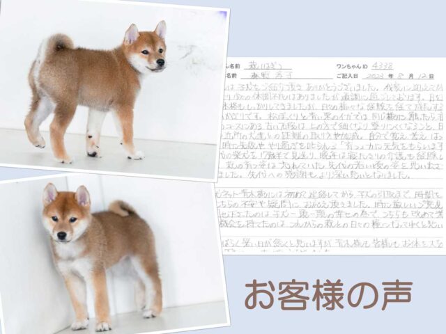 koe4338samune koe4338samune