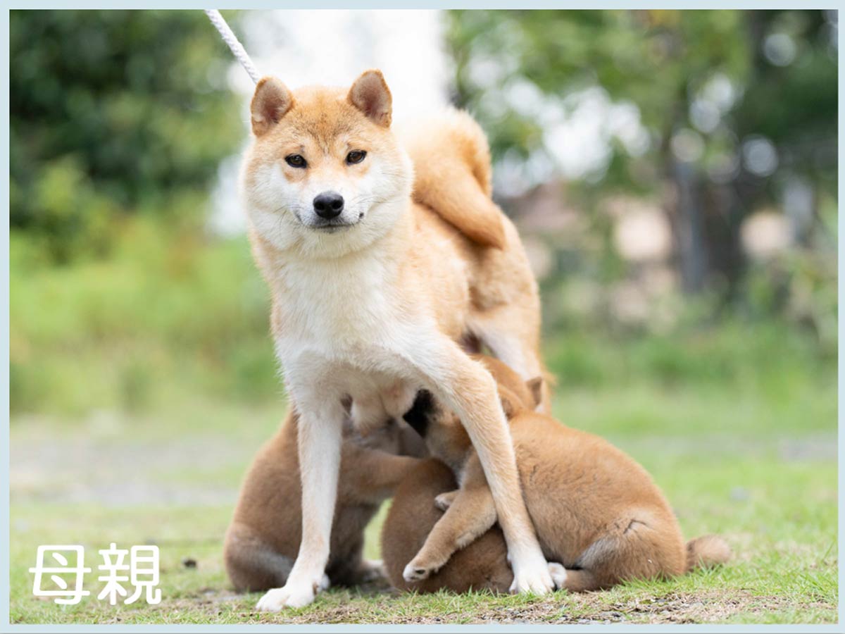 紅桜子号