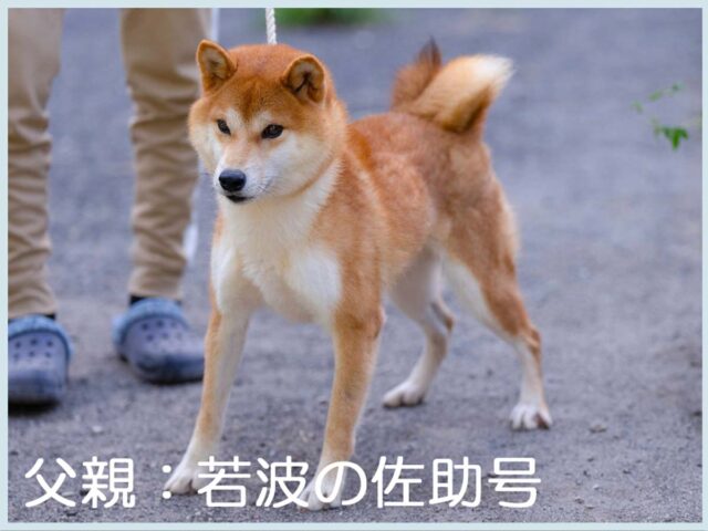 柴犬 子犬 赤毛 オス | 【柴犬.net】柴犬専門ブリーダー・犬舎の