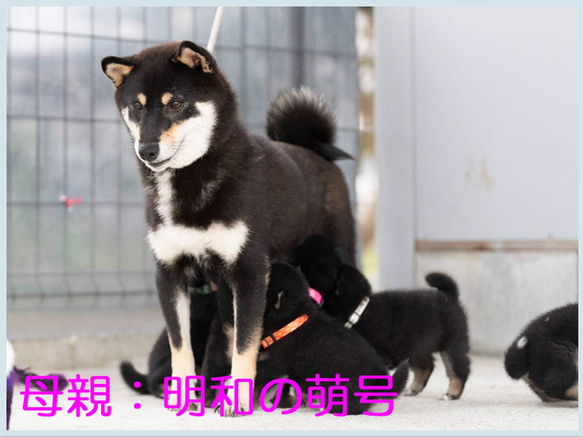 明和の萌号1 明和の萌号1