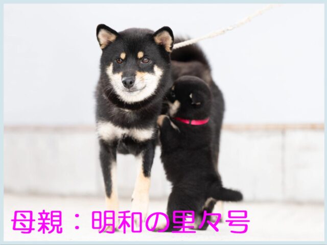 明和の里々号 明和の里々号