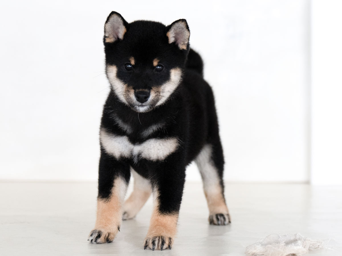 黒柴 柴犬 東京都 | 【柴犬.net】柴犬専門ブリーダー・犬舎の