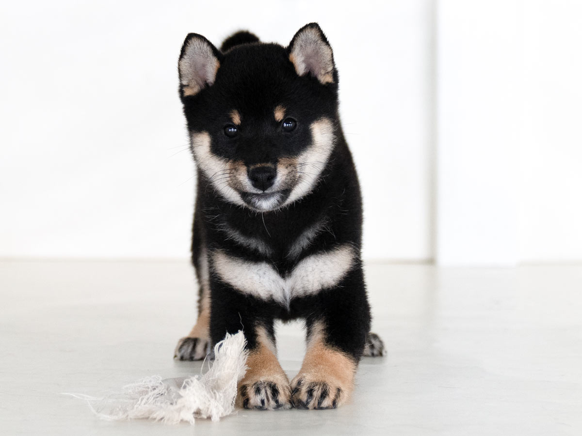 黒柴 柴犬 東京都 | 【柴犬.net】柴犬専門ブリーダー・犬舎の