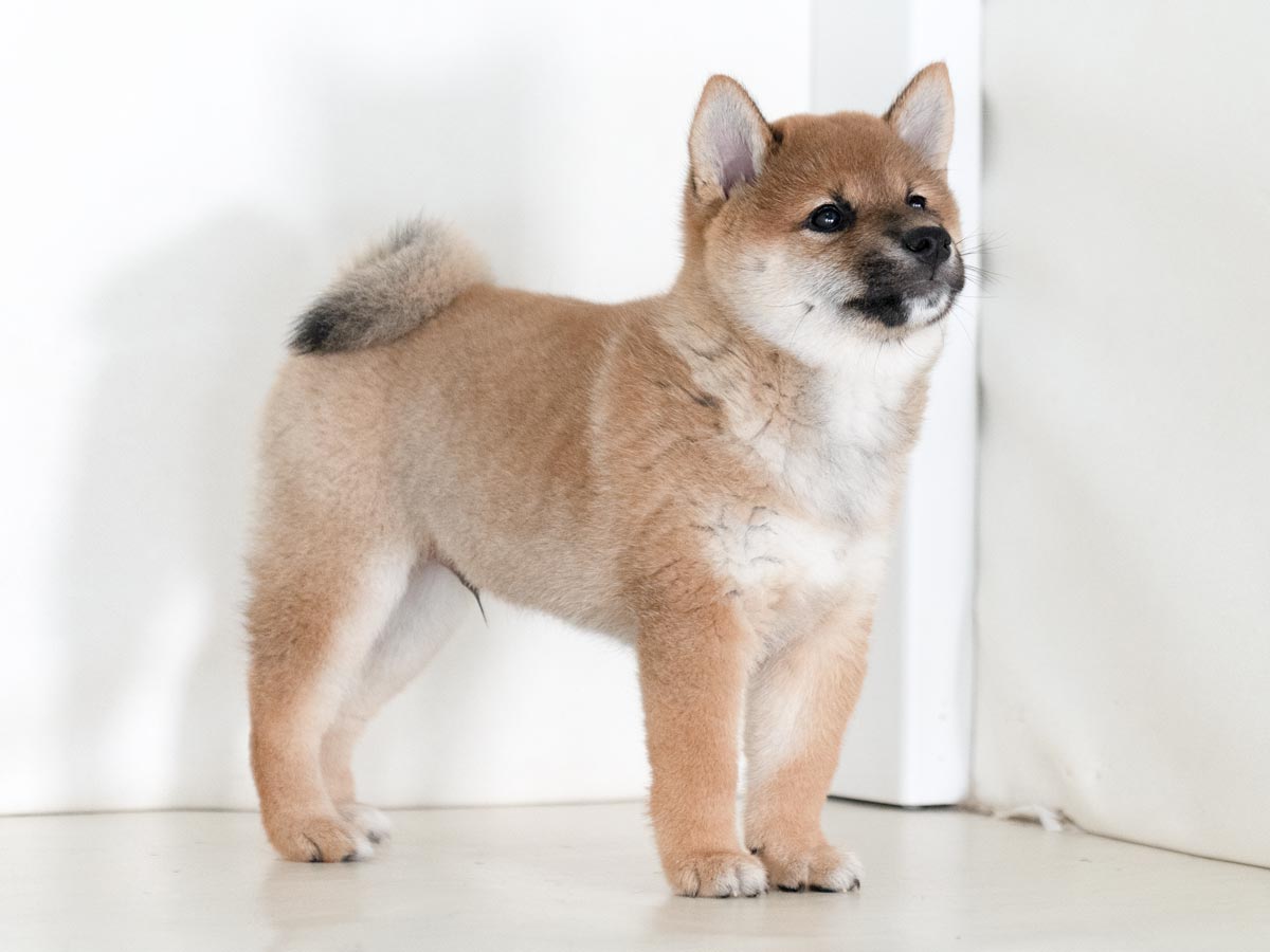 柴犬 子犬 赤毛 オス | 【柴犬.net】柴犬専門ブリーダー・犬舎の
