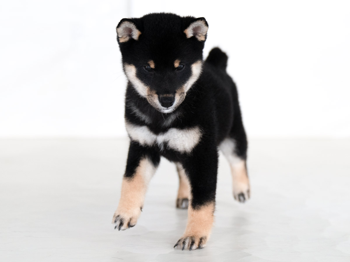 黒柴 柴犬 東京都 | 【柴犬.net】柴犬専門ブリーダー・犬舎の