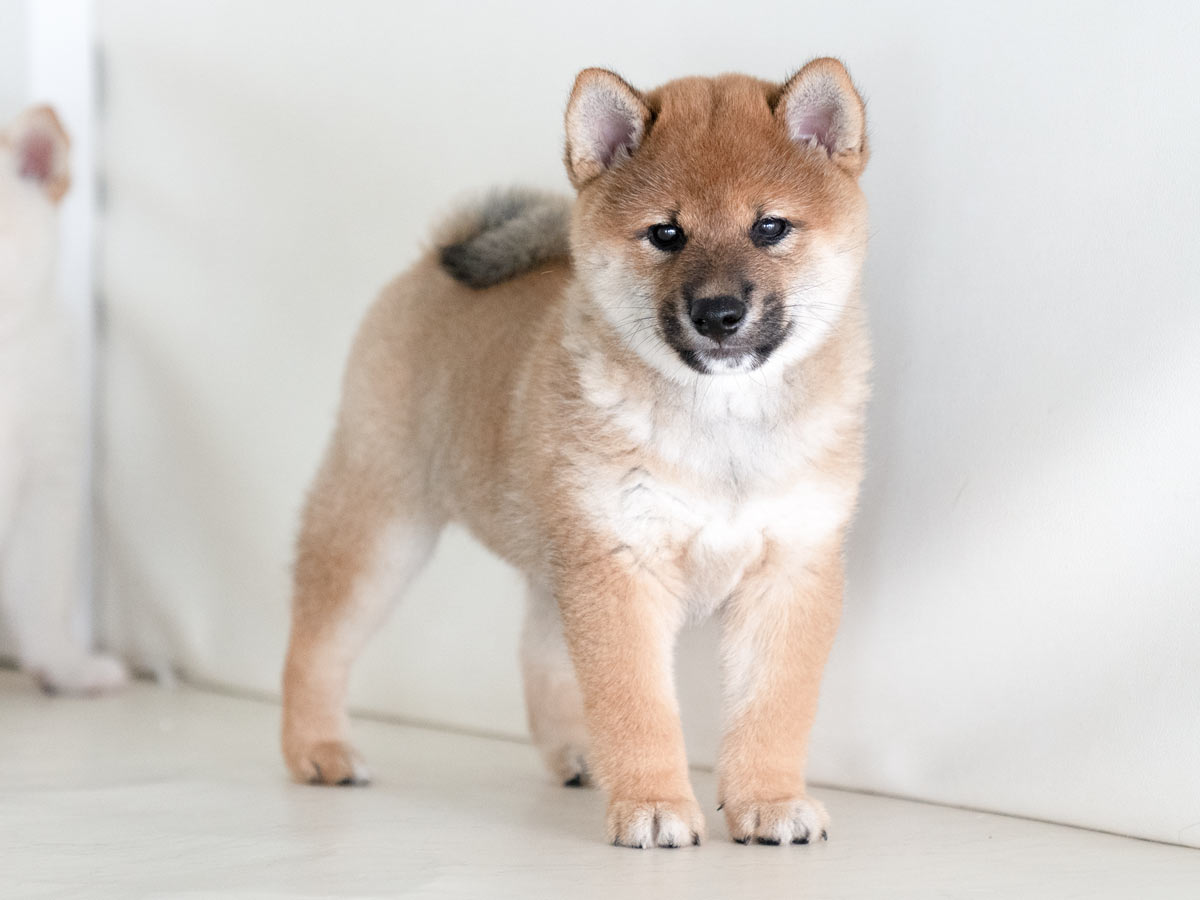 特別価格！【原画（額縁無し）】『バシルマ』（犬　柴犬） シバマル Vol.4 (タツミムック) | Shi-Ba編集部 |本 | 通販 | Amazon