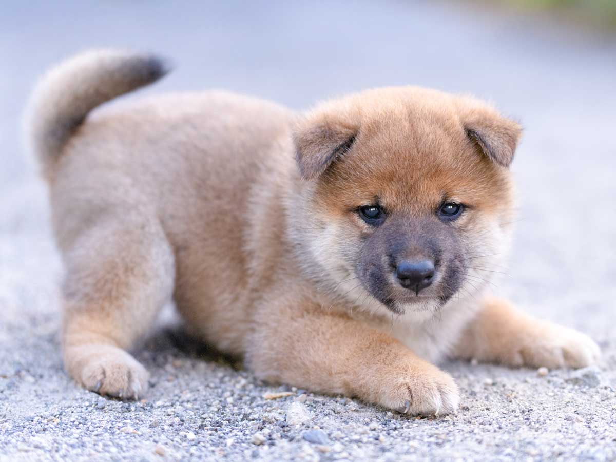 柴犬 子犬 赤毛 オス | 【柴犬.net】柴犬専門ブリーダー・犬舎の