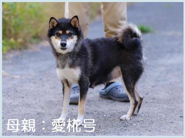 愛椛号 愛椛号