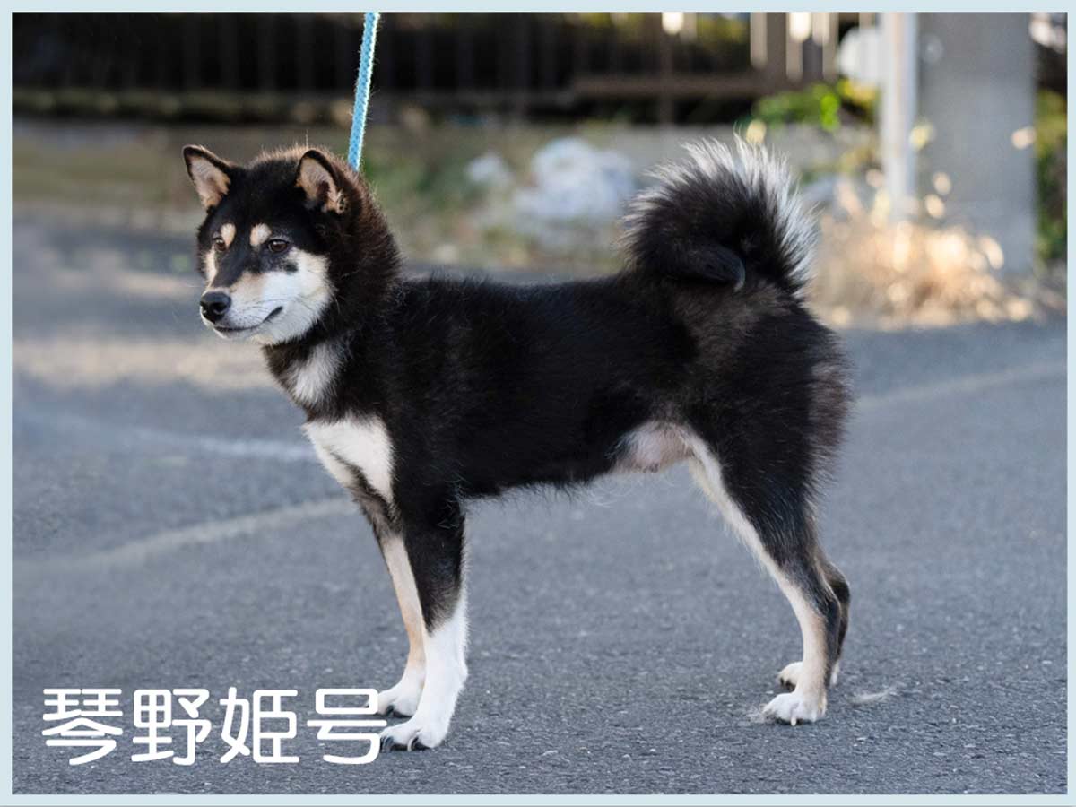琴野姫号 琴野姫号