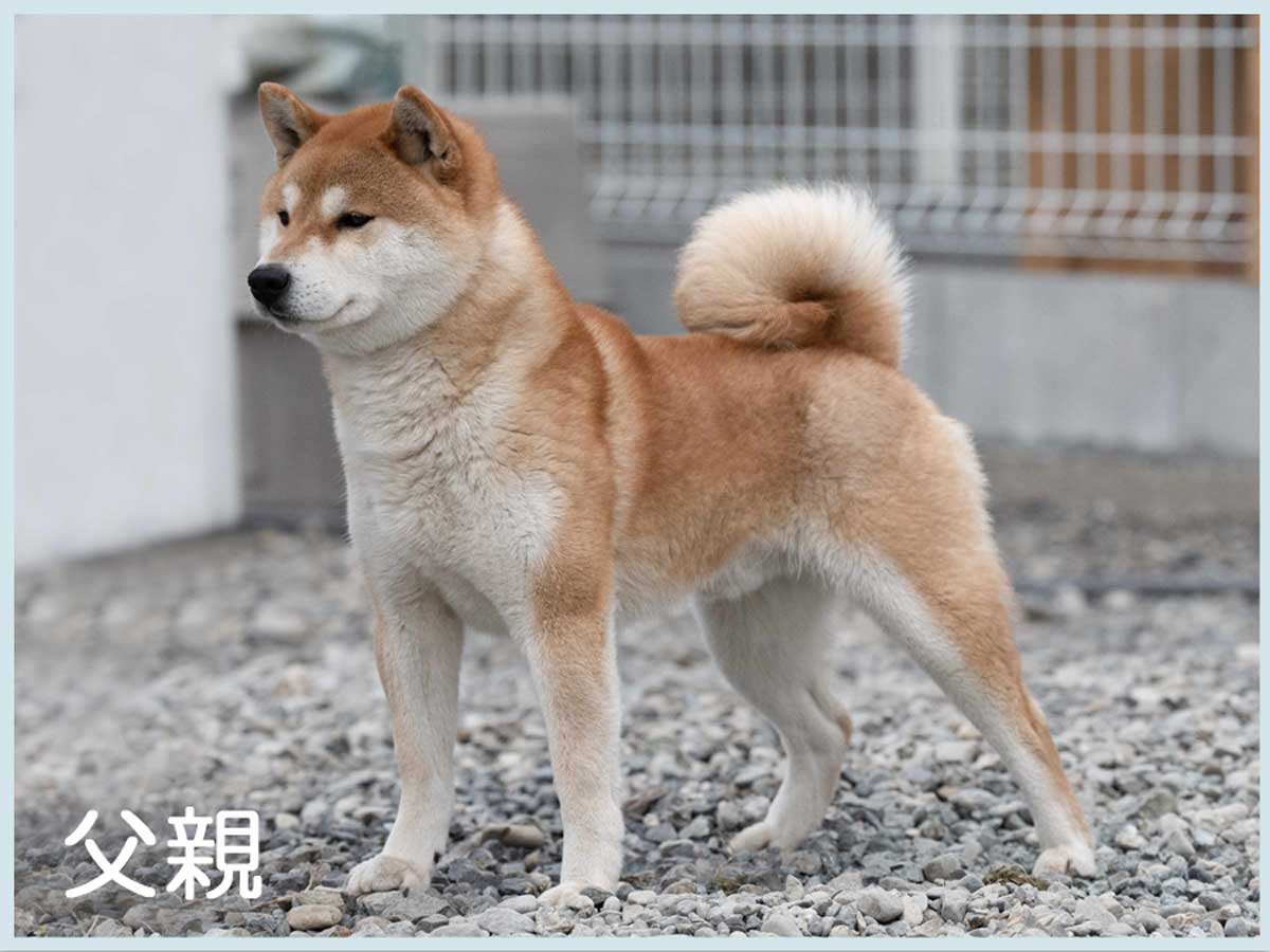 鳥羽の和丸号 鳥羽の和丸号