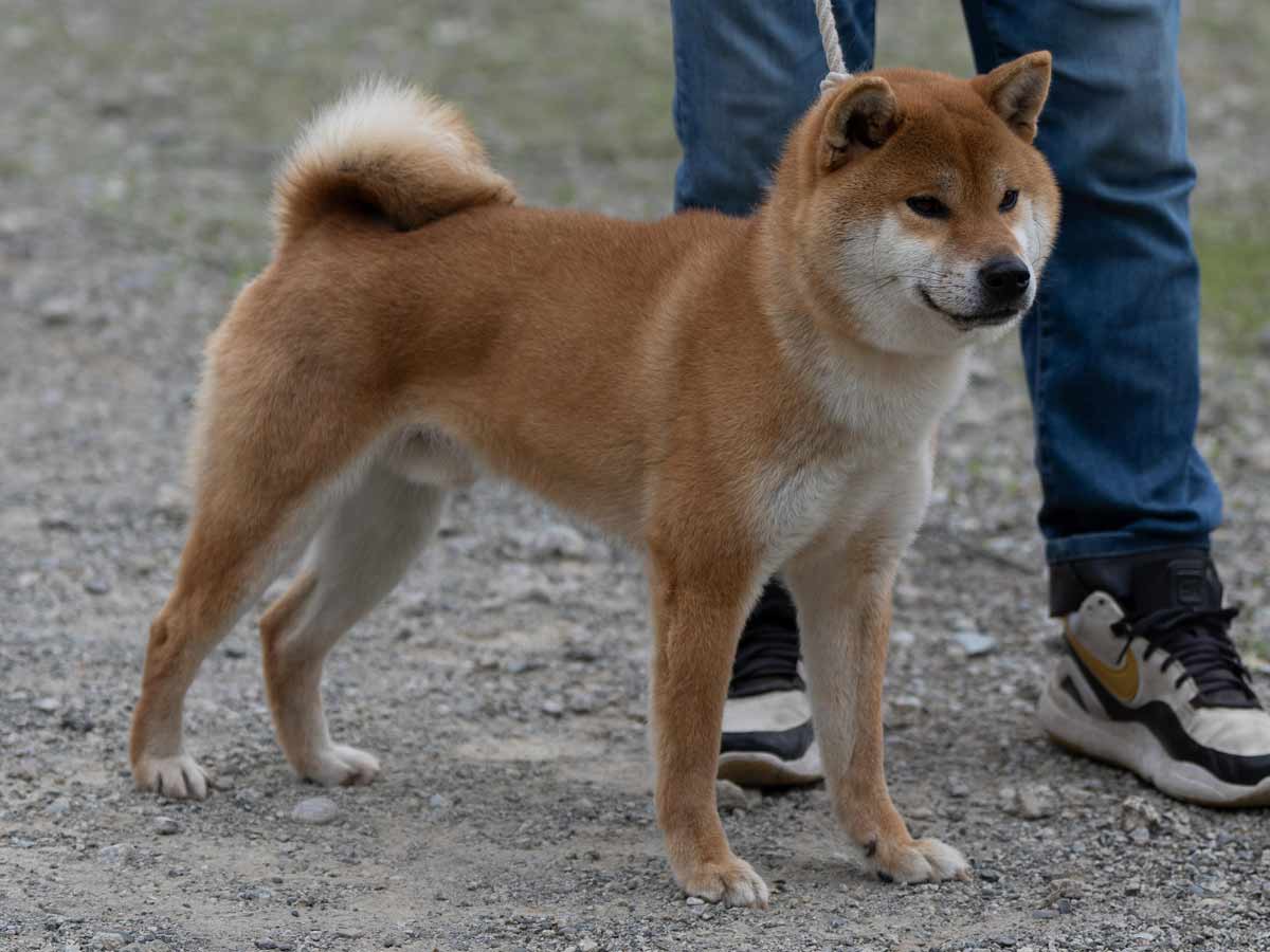 DSC02127-29a住吉乃福一号♂壮犬1席一 DSC02127-29a住吉乃福一号♂壮犬1席一
