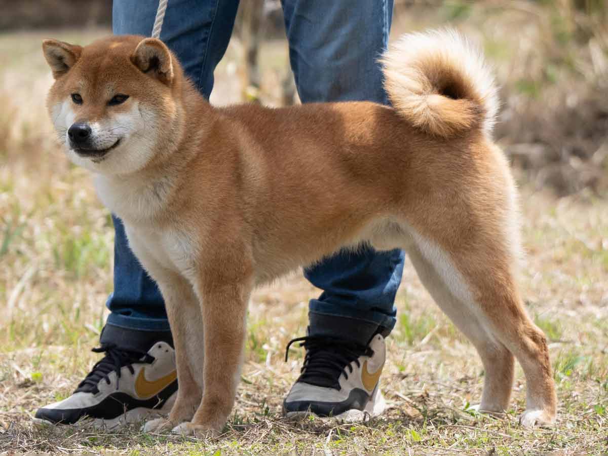 DSC04907-29住吉乃福一号♂壮犬1席 DSC04907-29住吉乃福一号♂壮犬1席