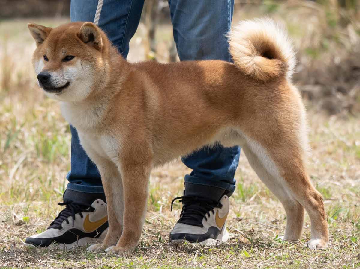 DSC04912-29住吉乃福一号♂壮犬1席 DSC04912-29住吉乃福一号♂壮犬1席