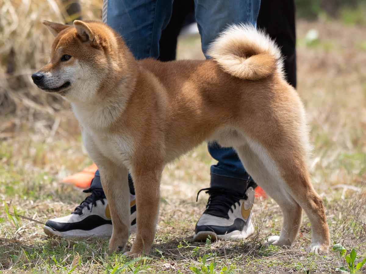 DSC04673-29住吉乃福一号♂壮犬1席 DSC04673-29住吉乃福一号♂壮犬1席