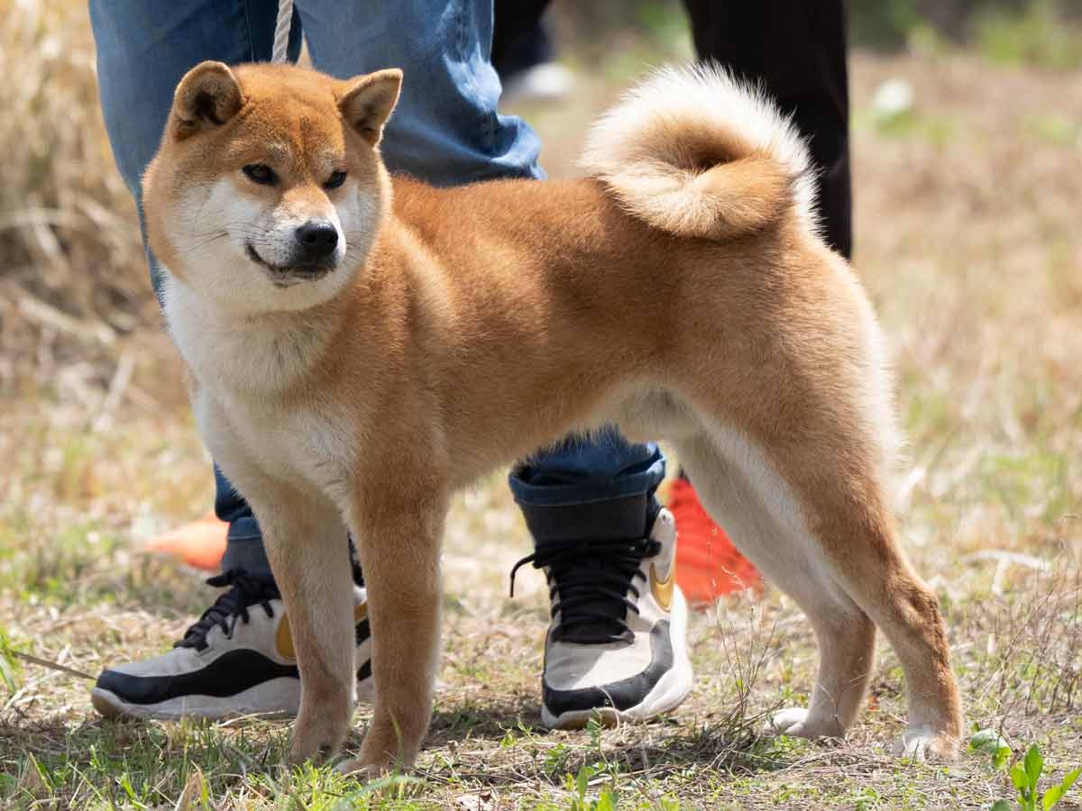 DSC04712-29住吉乃福一号♂壮犬1席 DSC04712-29住吉乃福一号♂壮犬1席