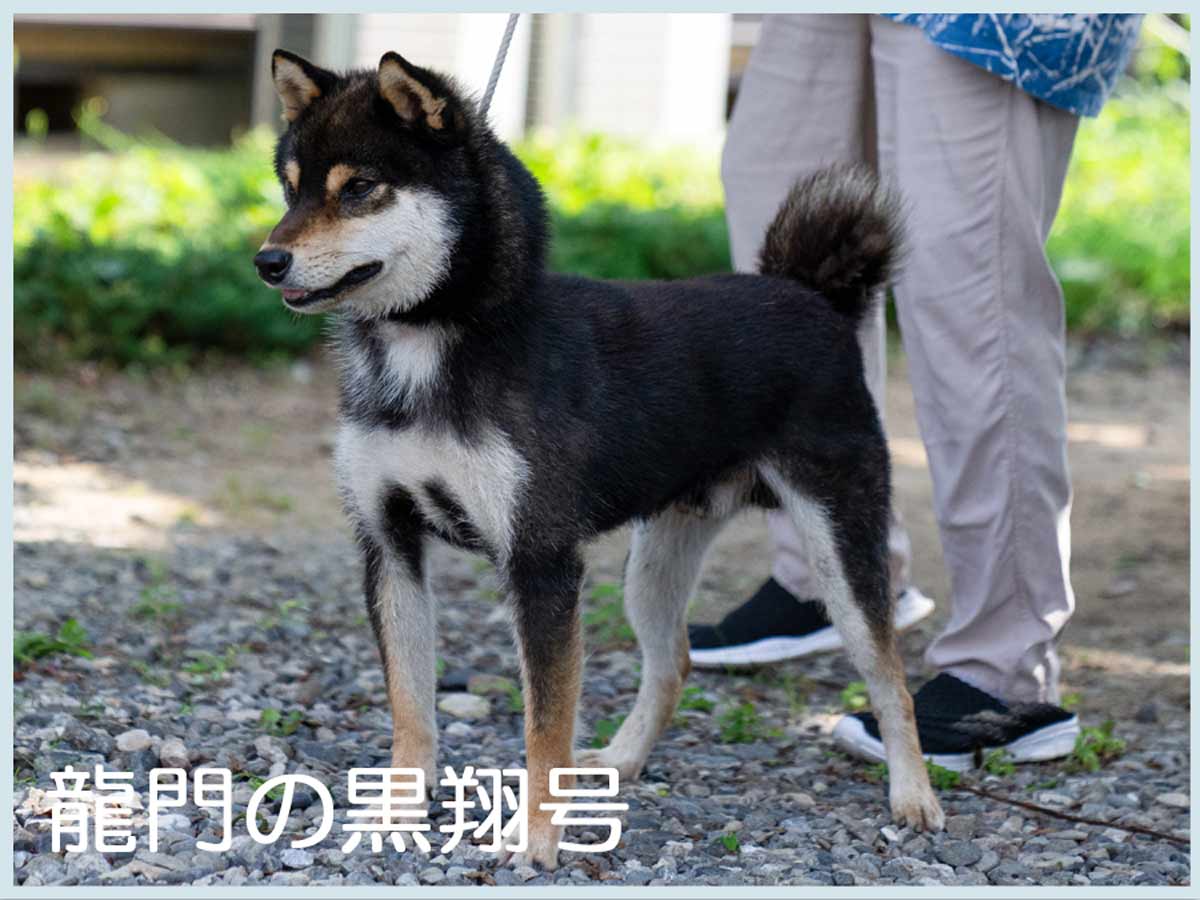 黒柴 柴犬 | 【柴犬.net】柴犬専門ブリーダー・犬舎の子犬販売