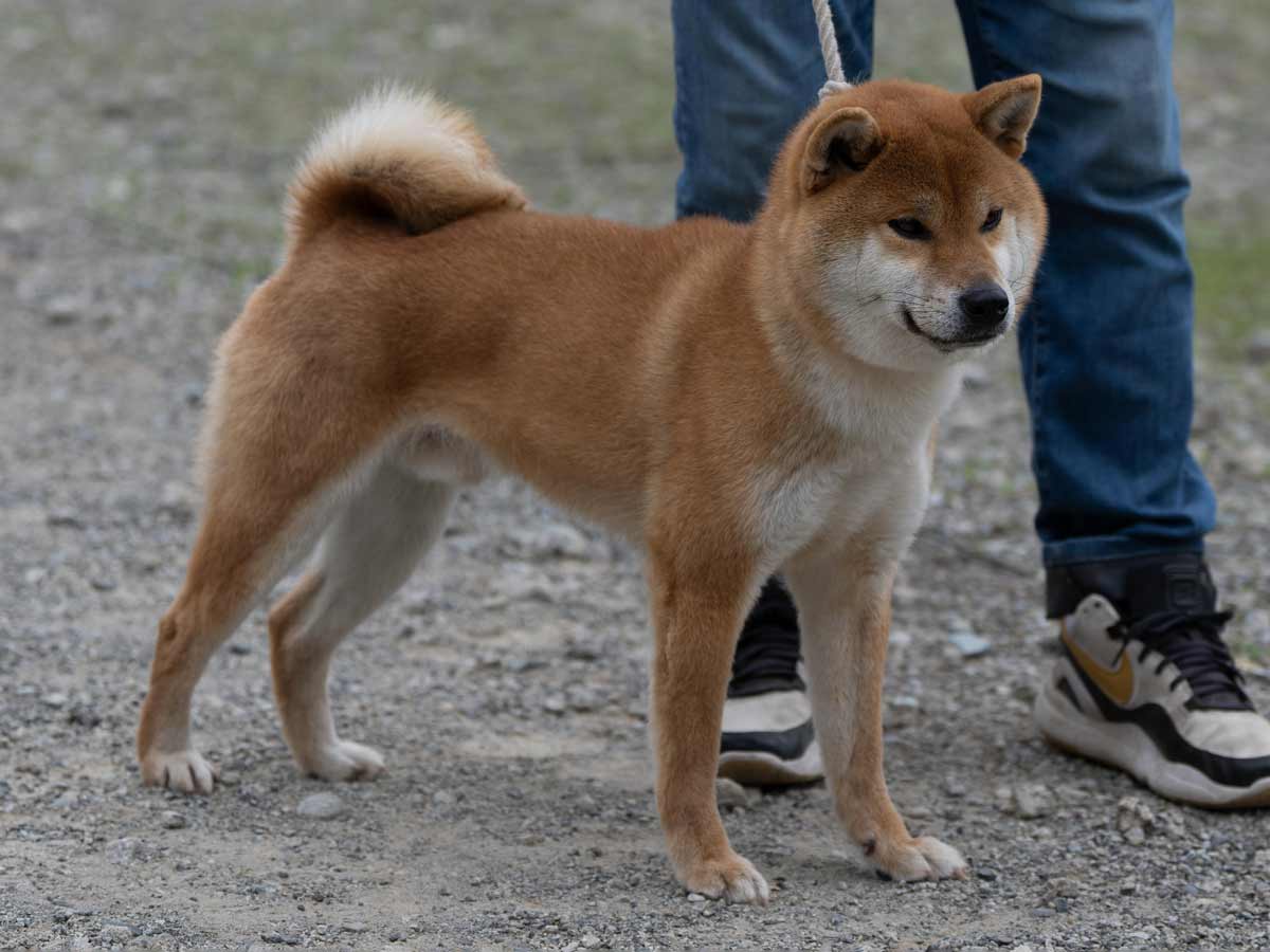 DSC02110-29a住吉乃福一号♂壮犬1席 DSC02110-29a住吉乃福一号♂壮犬1席