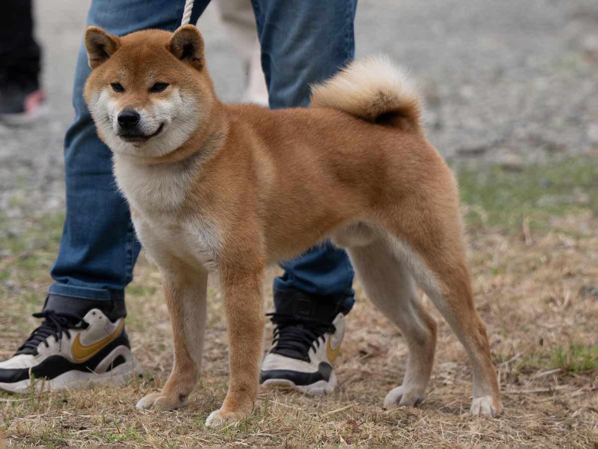 DSC09817-29住吉乃福一号♂壮犬1席 DSC09817-29住吉乃福一号♂壮犬1席