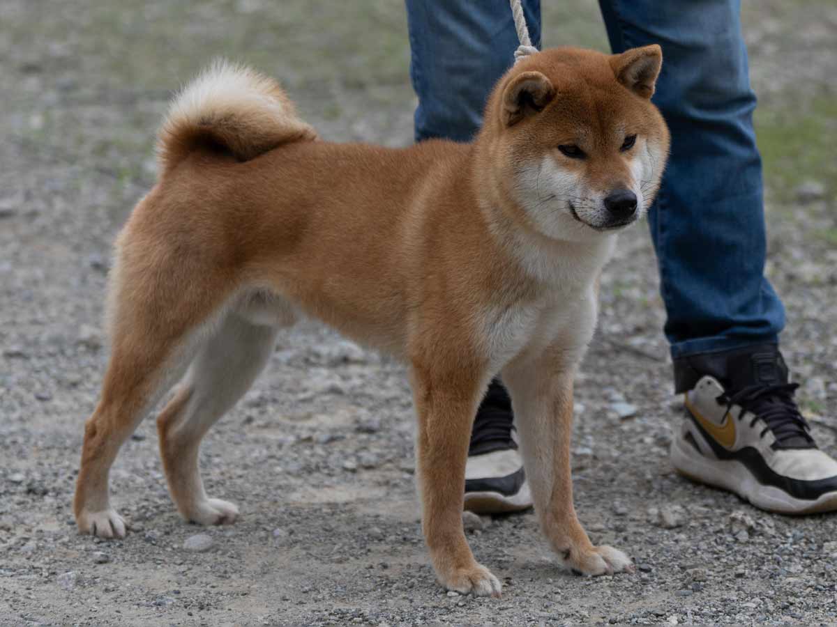 DSC02091-29a住吉乃福一号♂壮犬1席 DSC02091-29a住吉乃福一号♂壮犬1席