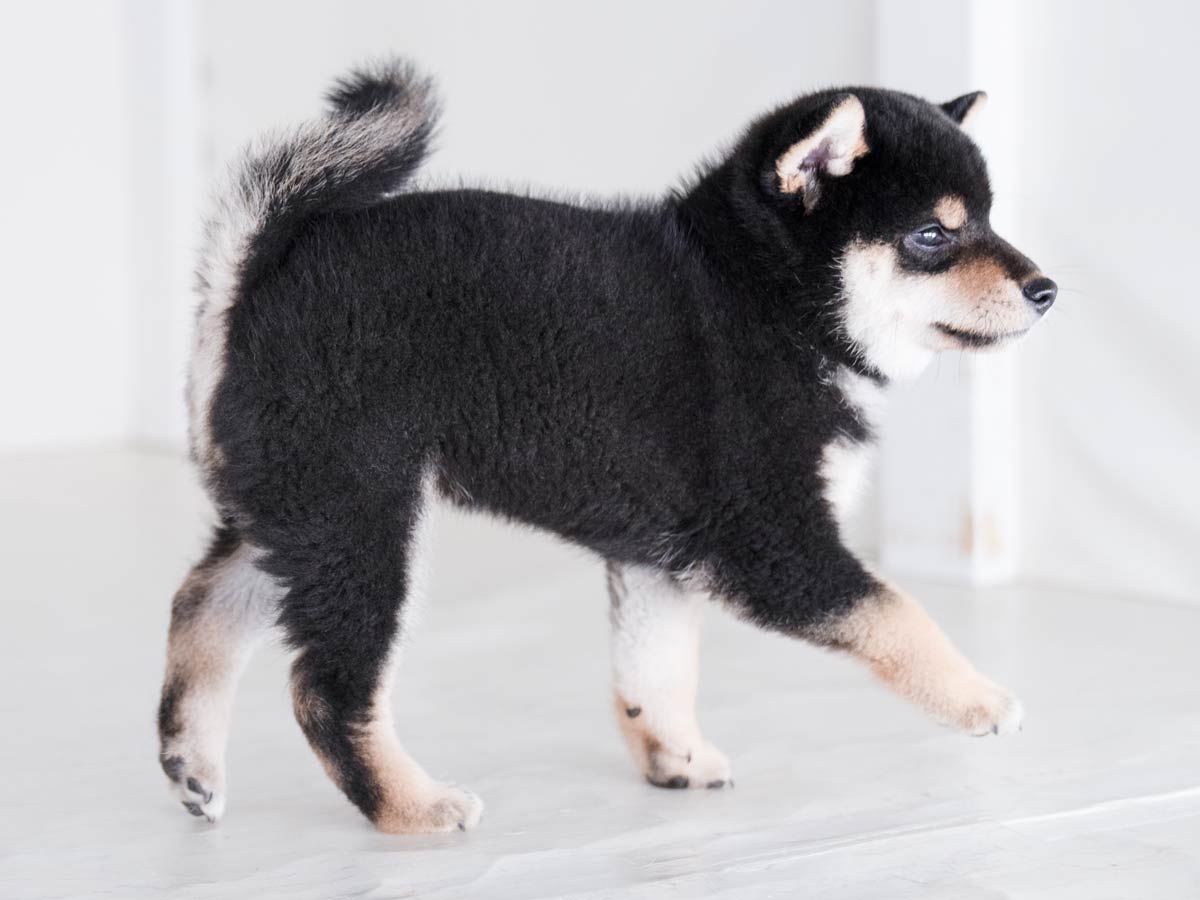 東京ファンミPR猟犬2枚 child_img_1_38b213b269d2.jpg