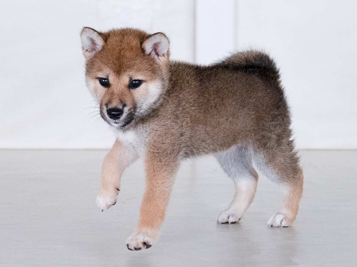 赤柴 柴犬【茨城県・男の子・2025年5月17日・赤 茶色】とても元気な