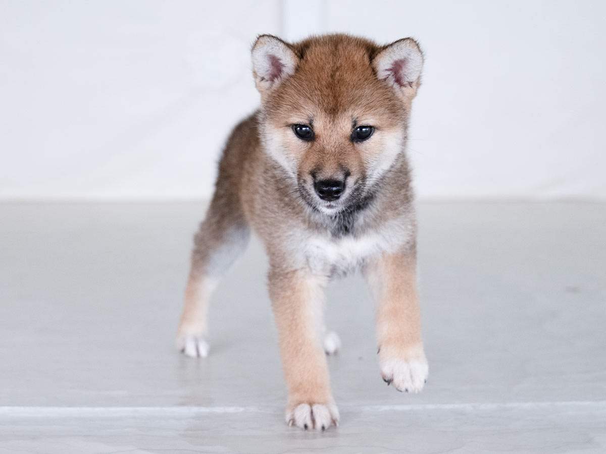 赤柴犬様×4 赤柴オス子犬】ID4538の詳細情報と購入ガイド｜価格・血統・保証