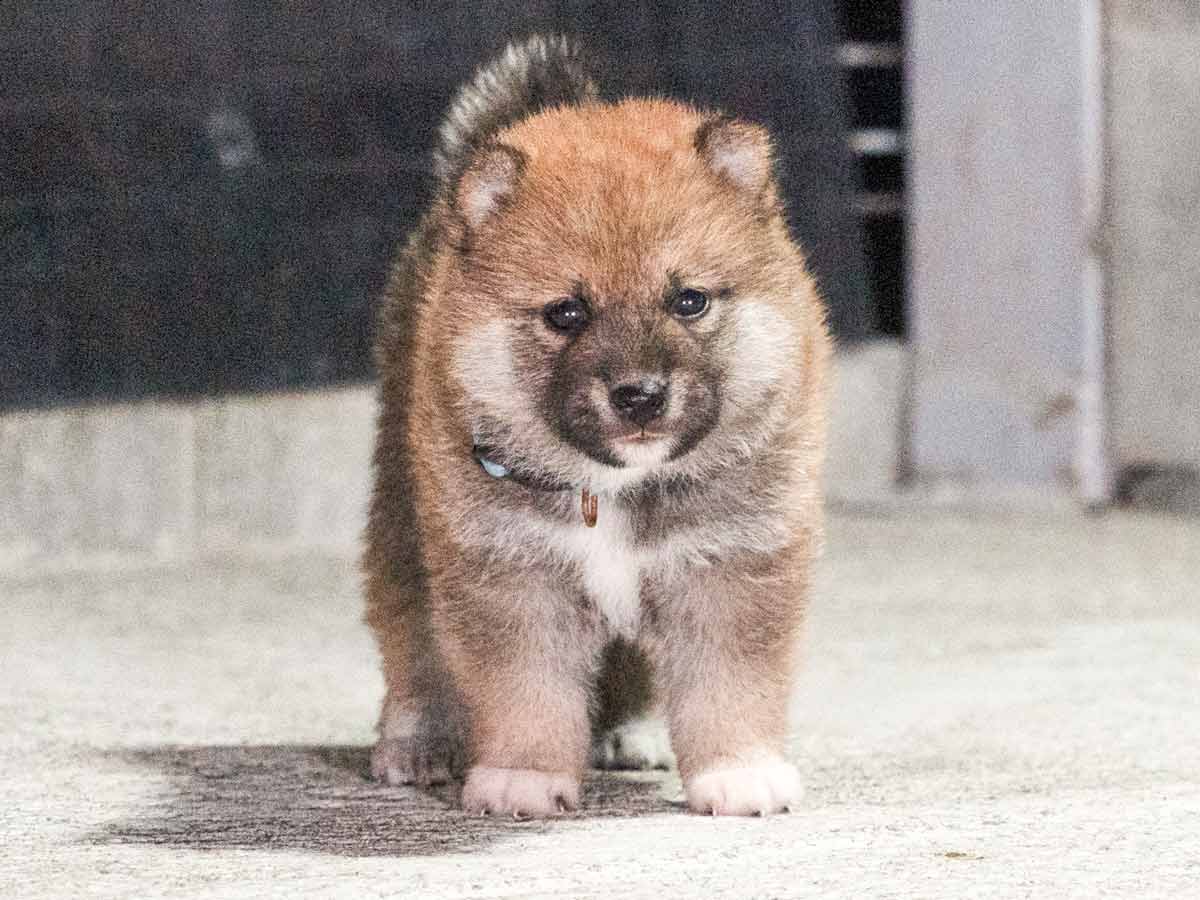 柴犬 子犬 赤毛 オス 三重県 | 【柴犬.net】柴犬専門ブリーダー
