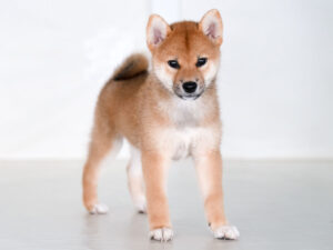 赤柴 柴犬種雄「豊後勝鷹号」｜赤柴オス｜名血統を受け継ぐ期待の若手｜子犬