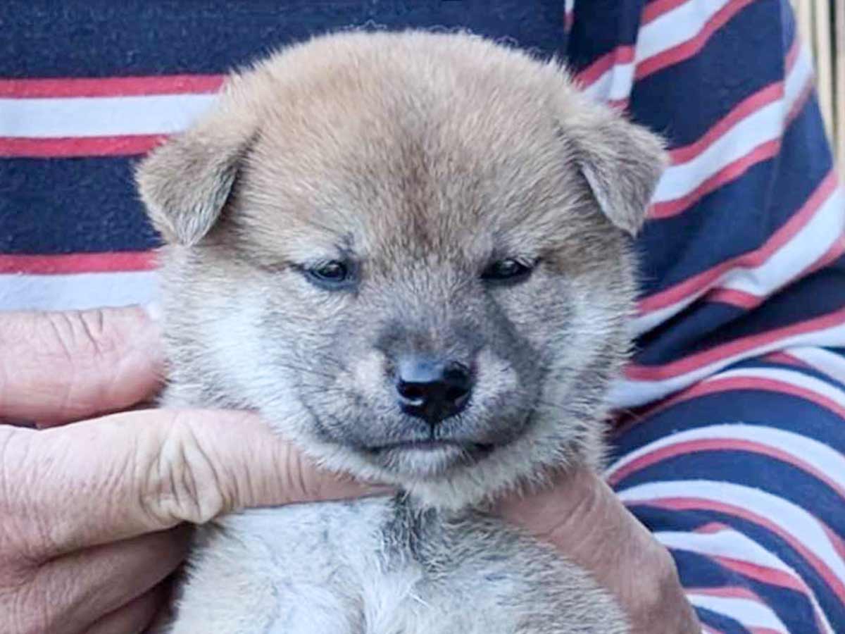 赤柴子犬販売 | ID4466 | 完全保証付き | 三重・東京引渡し | 柴犬専門店 | 【柴犬.net】柴犬専門ブリーダー・犬舎の子犬販売