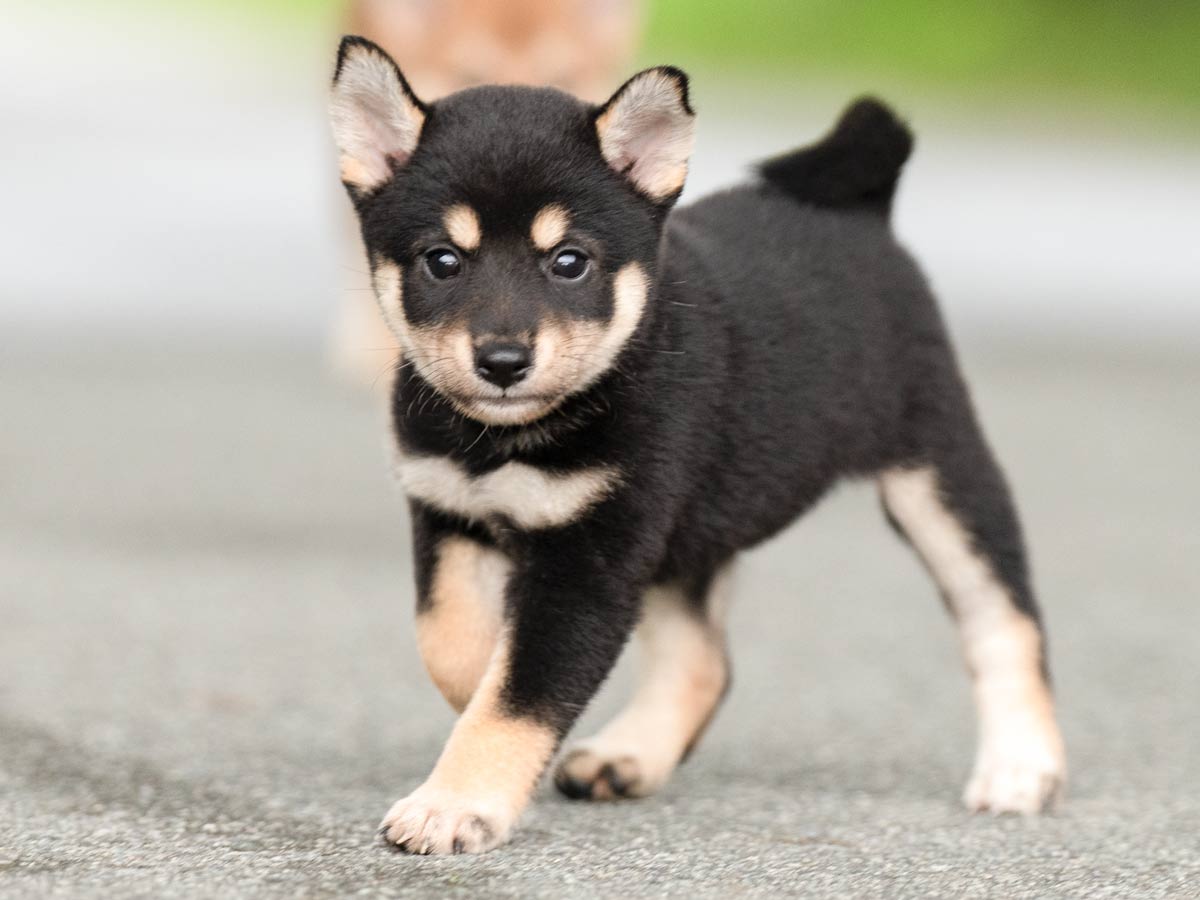 黒柴子犬販売 | ID4468 | 完全保証付き | 三重・東京対応 | 柴犬