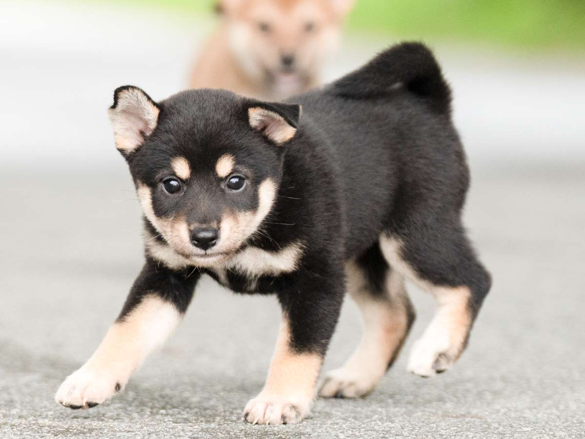 いし犬 Amazon | [LaLUCA GOODS] 犬 ハーネス 小型犬 中型犬 大型犬