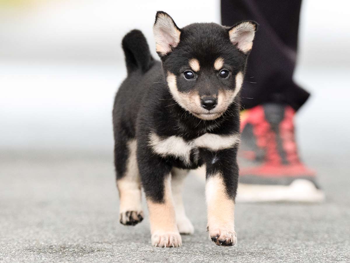黒柴子犬販売 | ID4468 | 完全保証付き | 三重・東京対応 | 柴犬