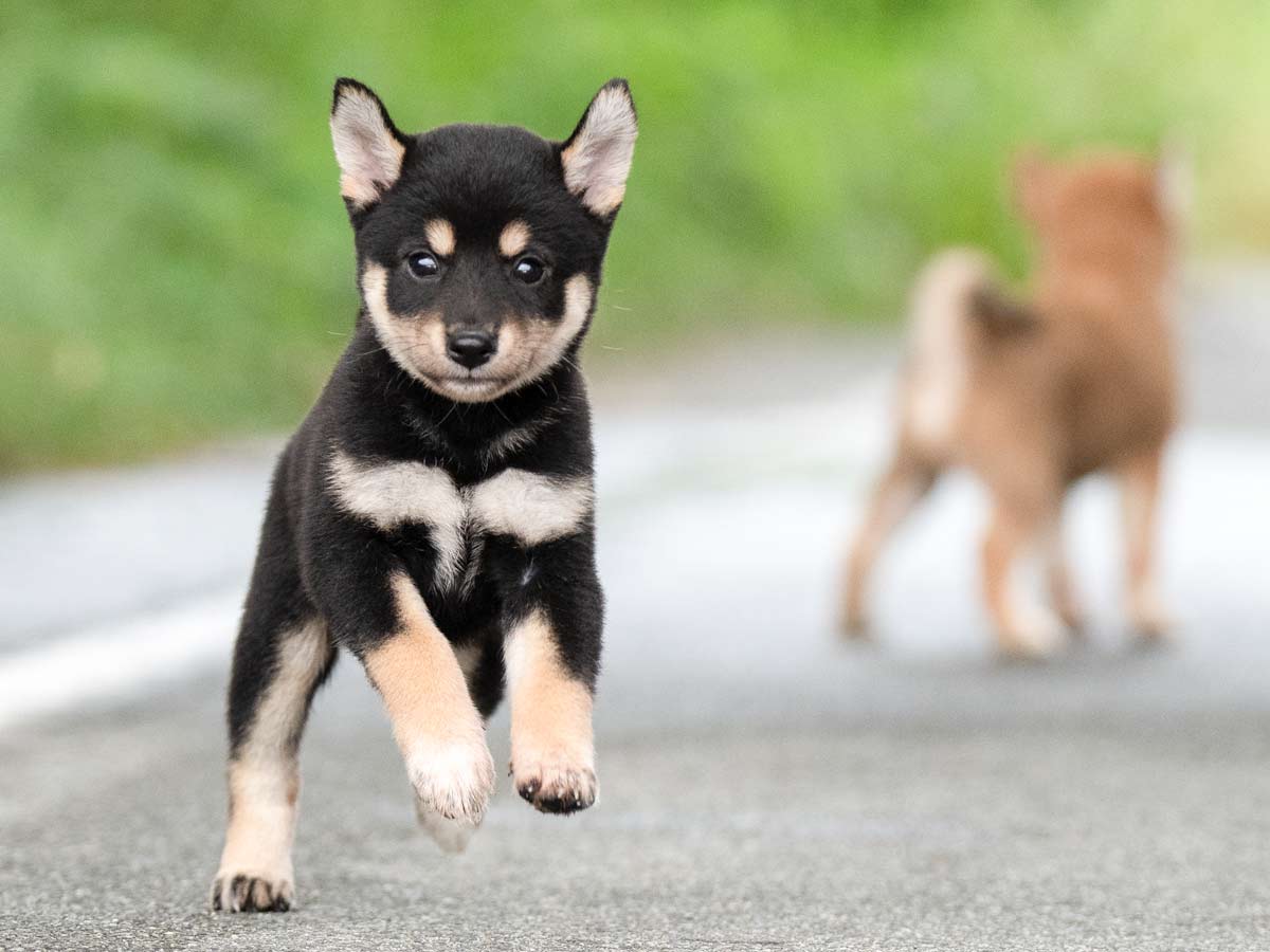 黒柴あおいの成長記録～キュートな武闘派の不思議ちゃん | 柴犬3