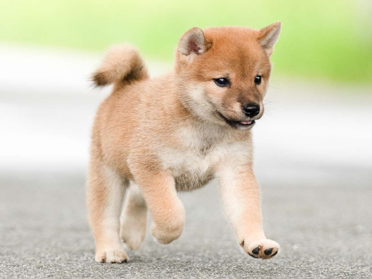 k様　　　赤犬 2866926.jpg.l_thumbnail.webp