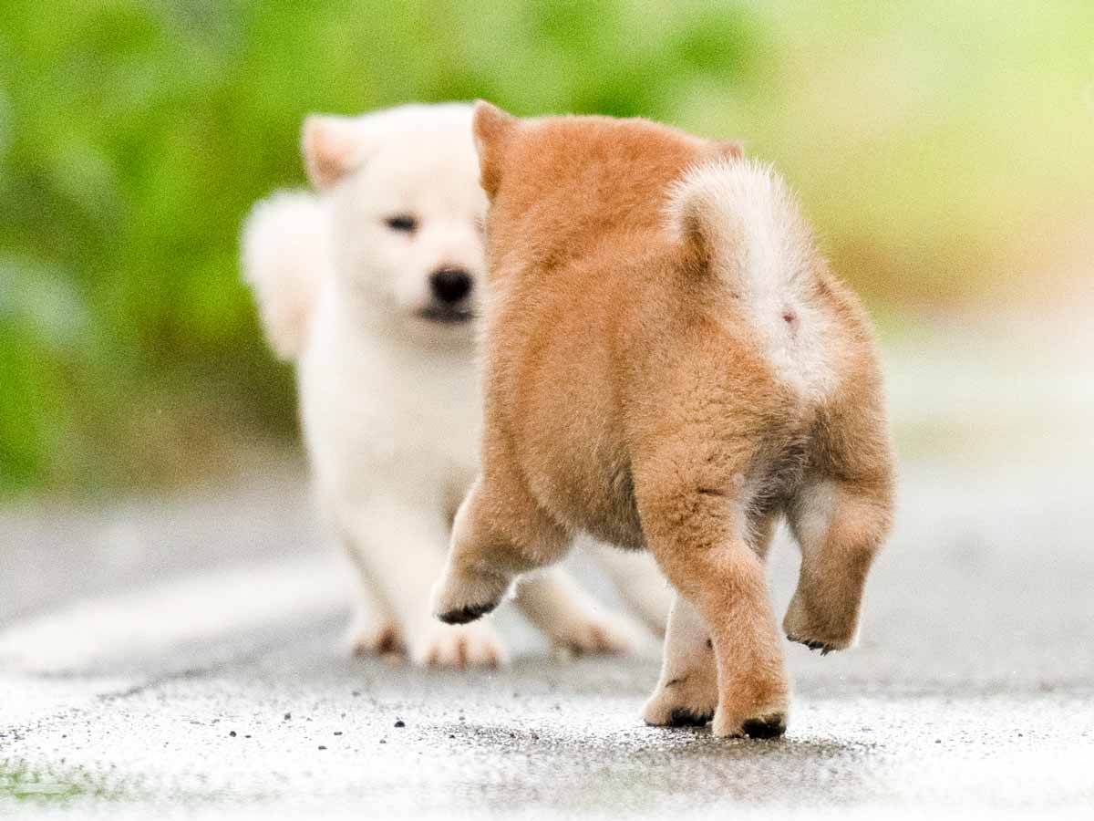 赤犬 FSD全装備型。 My X(twitter) has never been growing well but