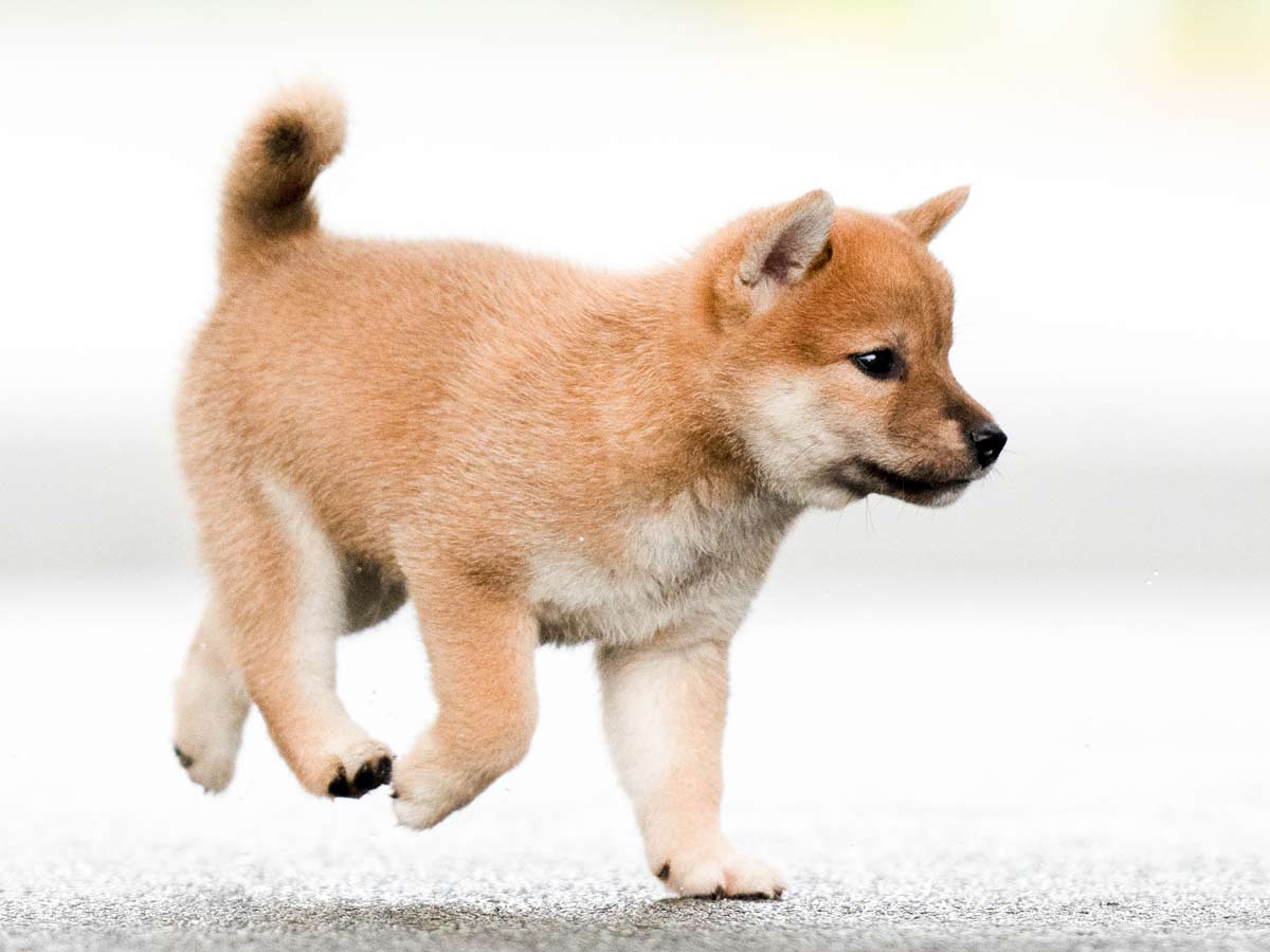 赤柴子犬販売 | ID4466 | 完全保証付き | 三重・東京引渡し