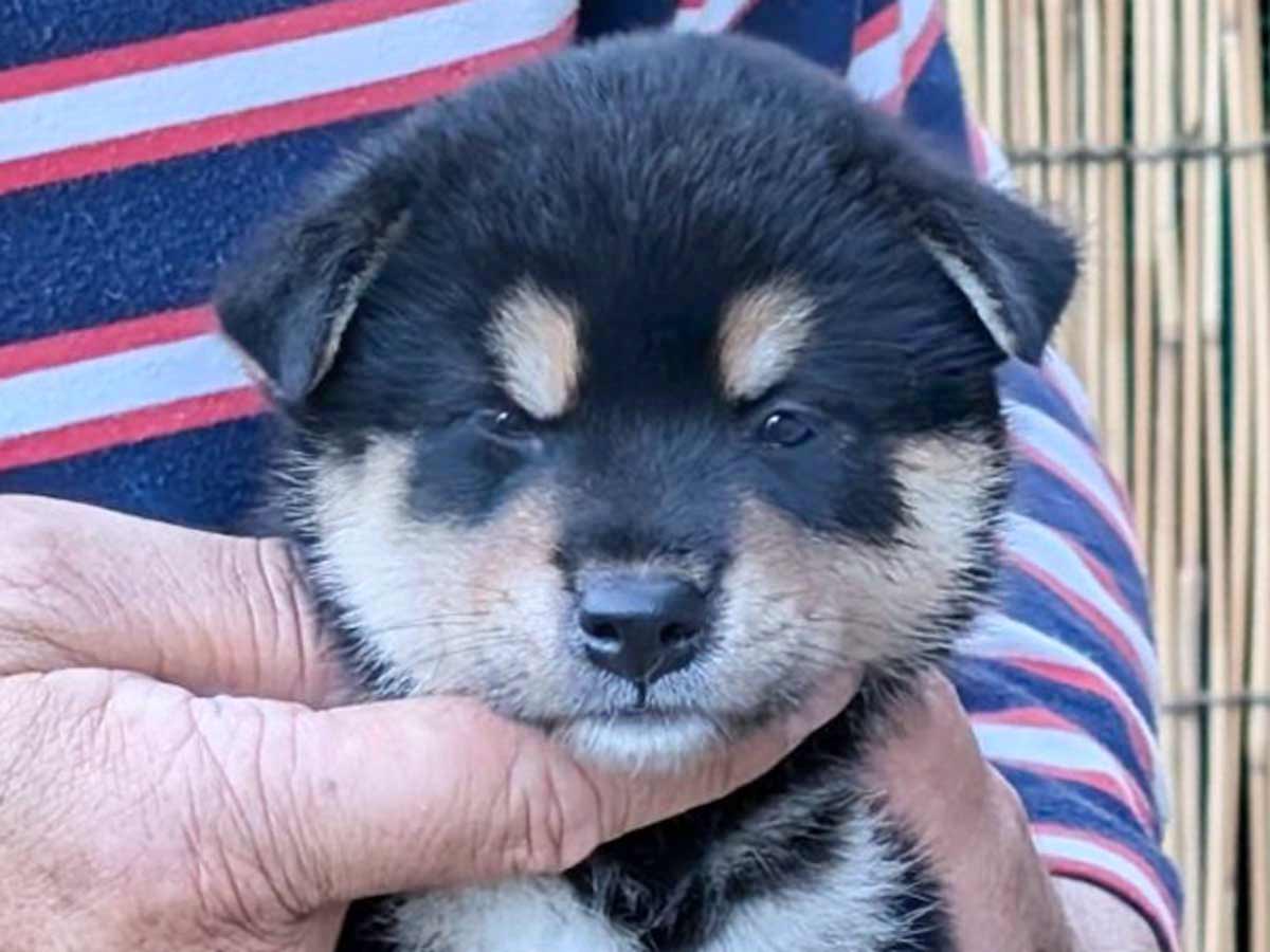 黒柴子犬販売 | ID4468 | 完全保証付き | 三重・東京対応 | 柴犬