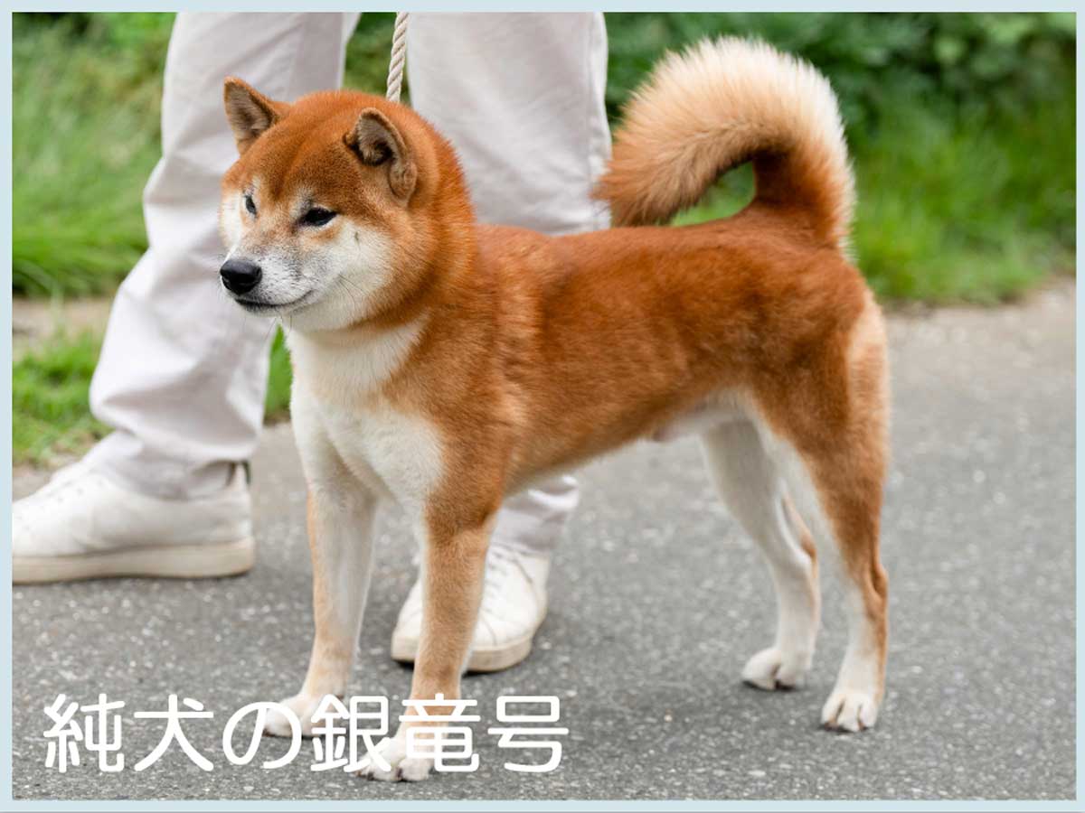 純犬の銀竜号