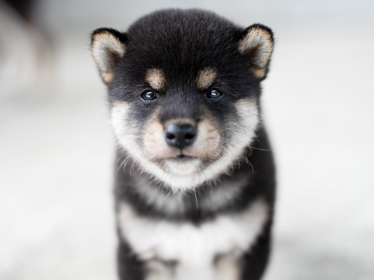 黒柴オス子犬】ID4488の詳細情報と購入ガイド｜価格・血統・保証