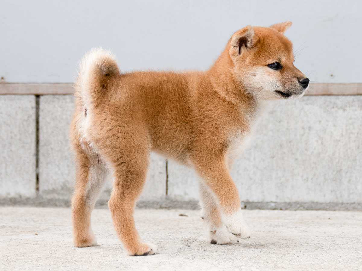 DSC00993-Edit DSC00993-Edit