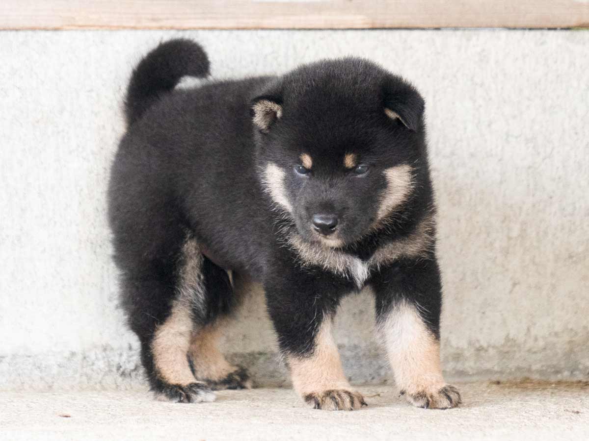 黒柴子犬販売 | ID4482 | 完全保証付き | 三重・東京対応 | 柴犬