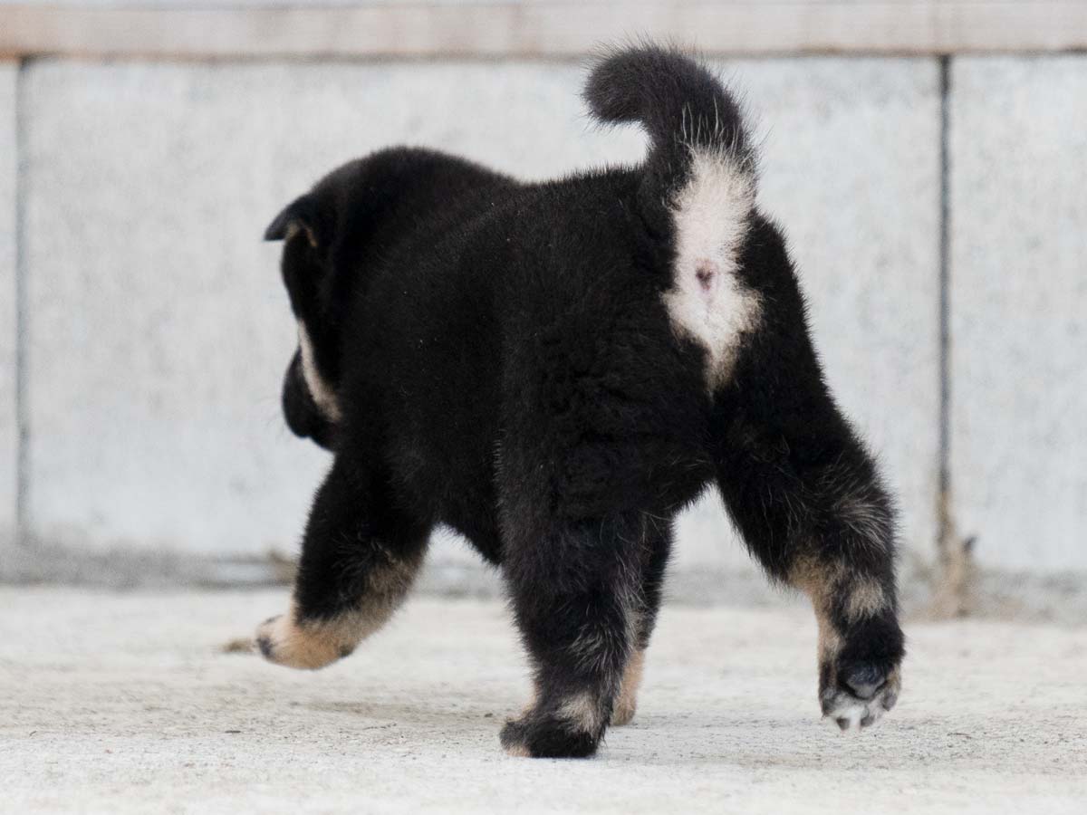 黒柴 様 フォロー割 専用出品 黒柴 柴犬 東京都 | 【柴犬.net】柴犬専門ブリーダー・犬舎の