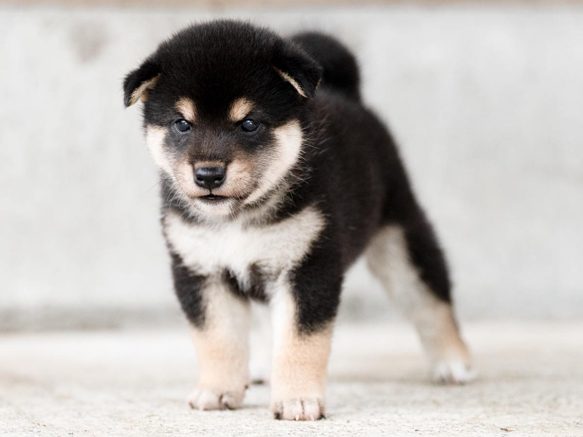 【中古】 Ｄｏｇ/新風舎/マエノトモコ 黒柴メス子犬】ID4490の詳細情報と購入ガイド｜価格・血統・保証